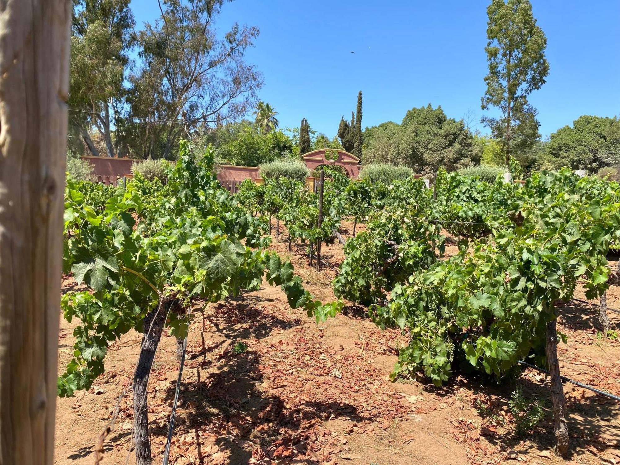 Tierra Mia Hacienda Ruta Del Vino Hotel Вале де Гуадалупе Екстериор снимка